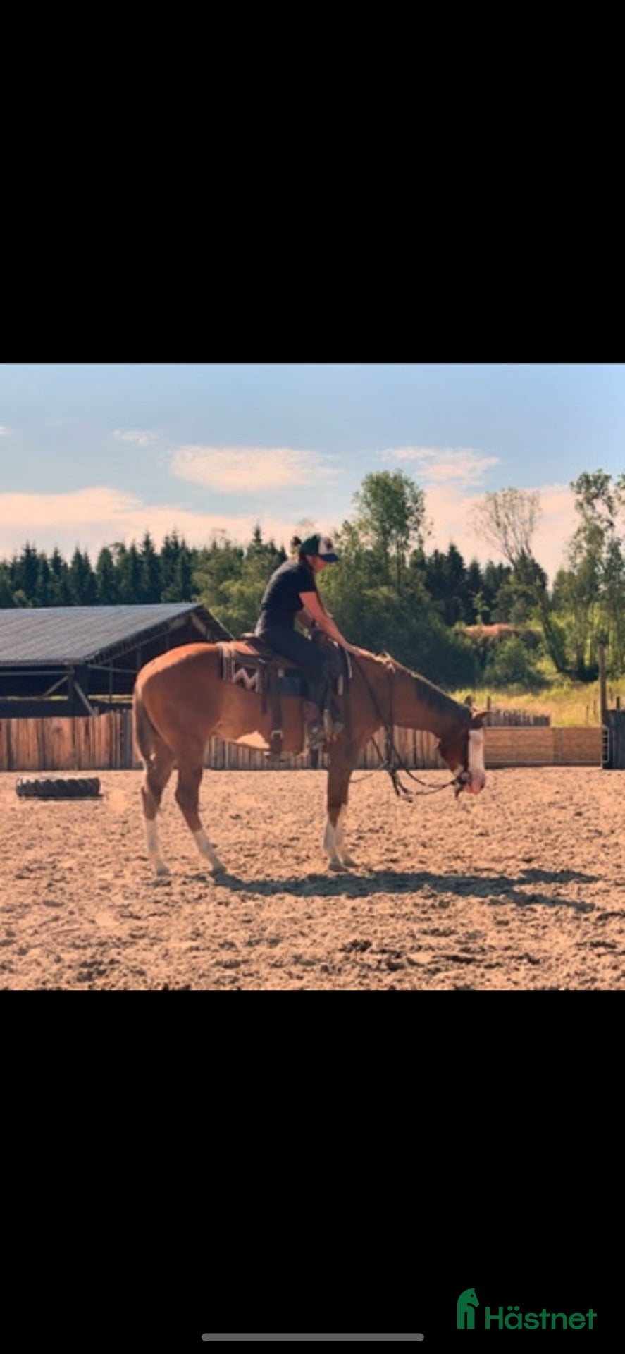  hästar Talangfull kille!  - Annons 2