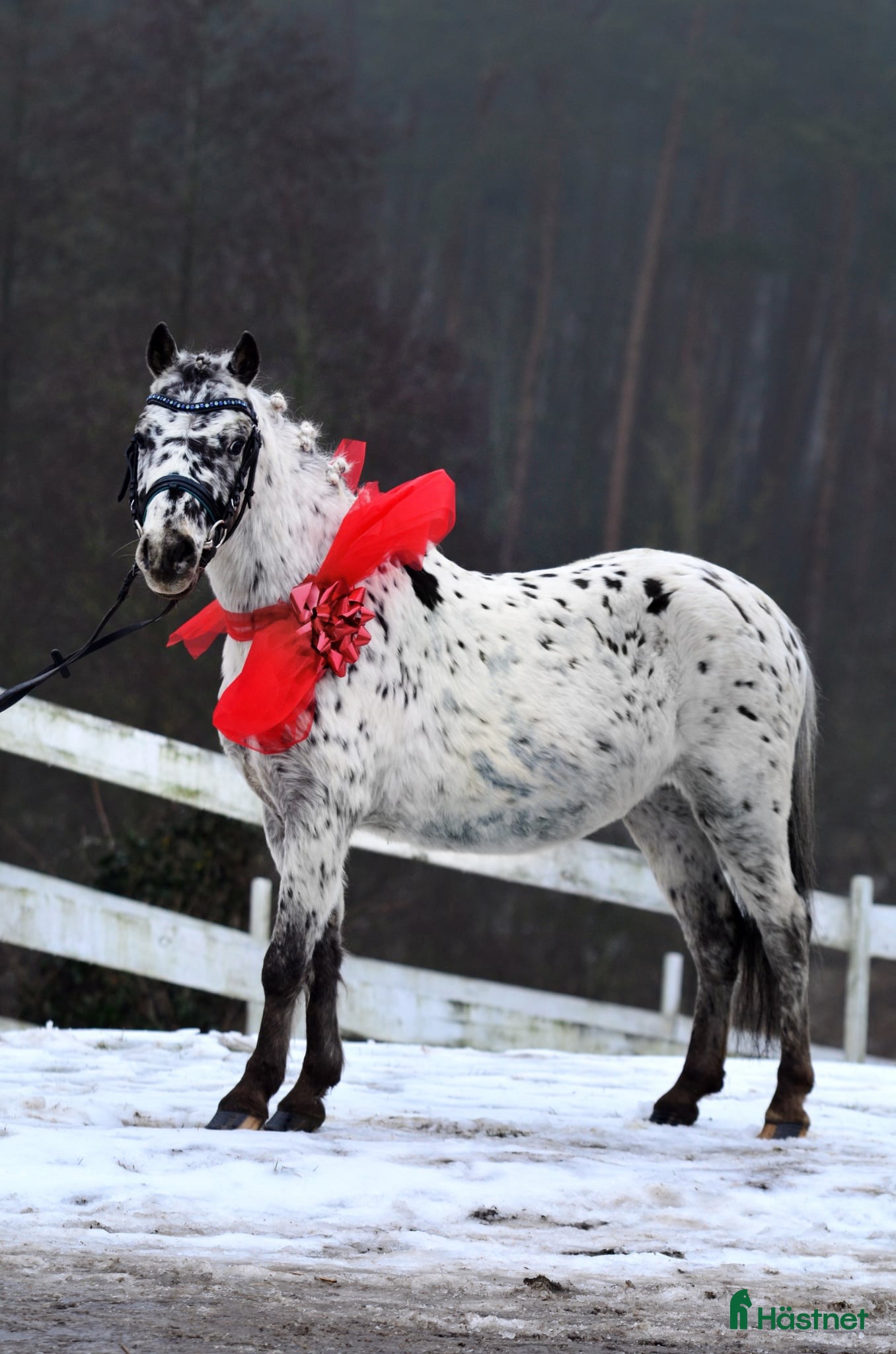  hästar Jumping pony with special color i Ystad - Annons 3