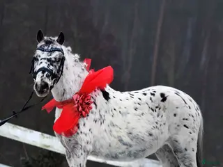 hästar Jumping pony with special color i Ystad - Annons 3