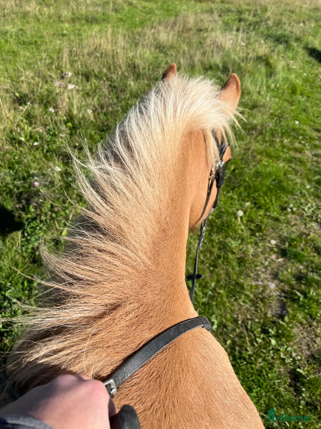 Island hästar till salu: Charmig valack  i Fors - Annons 6