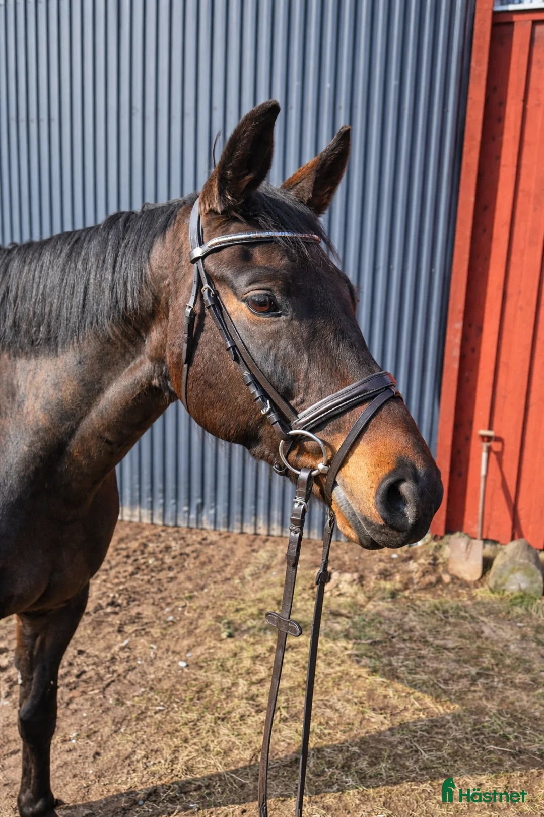 Allround hästar till salu: Perfekt allround häst - Annons 2