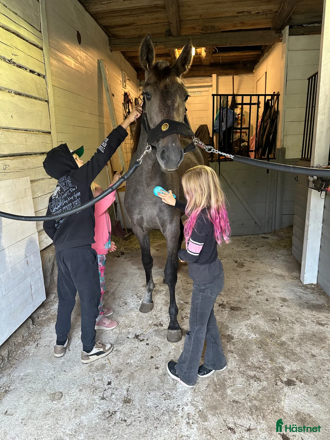 Allround hästar till salu: P.r.e korsning - Annons 5