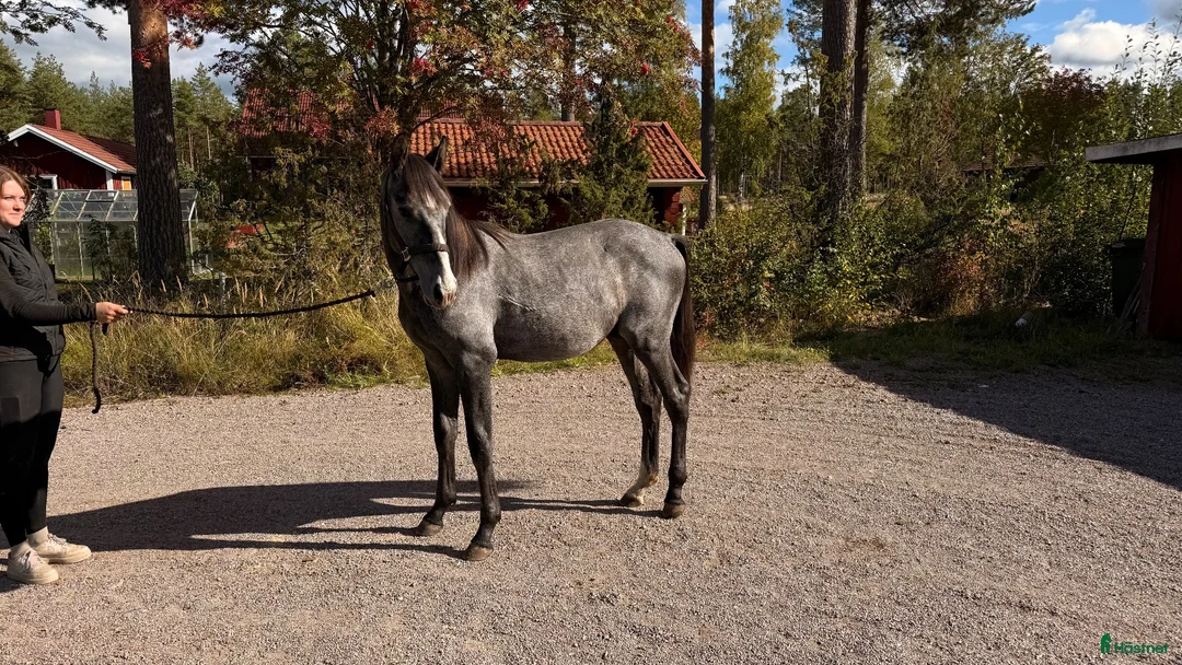 Hoppning hästar till salu: Trevlig 1 åring - Annons 3