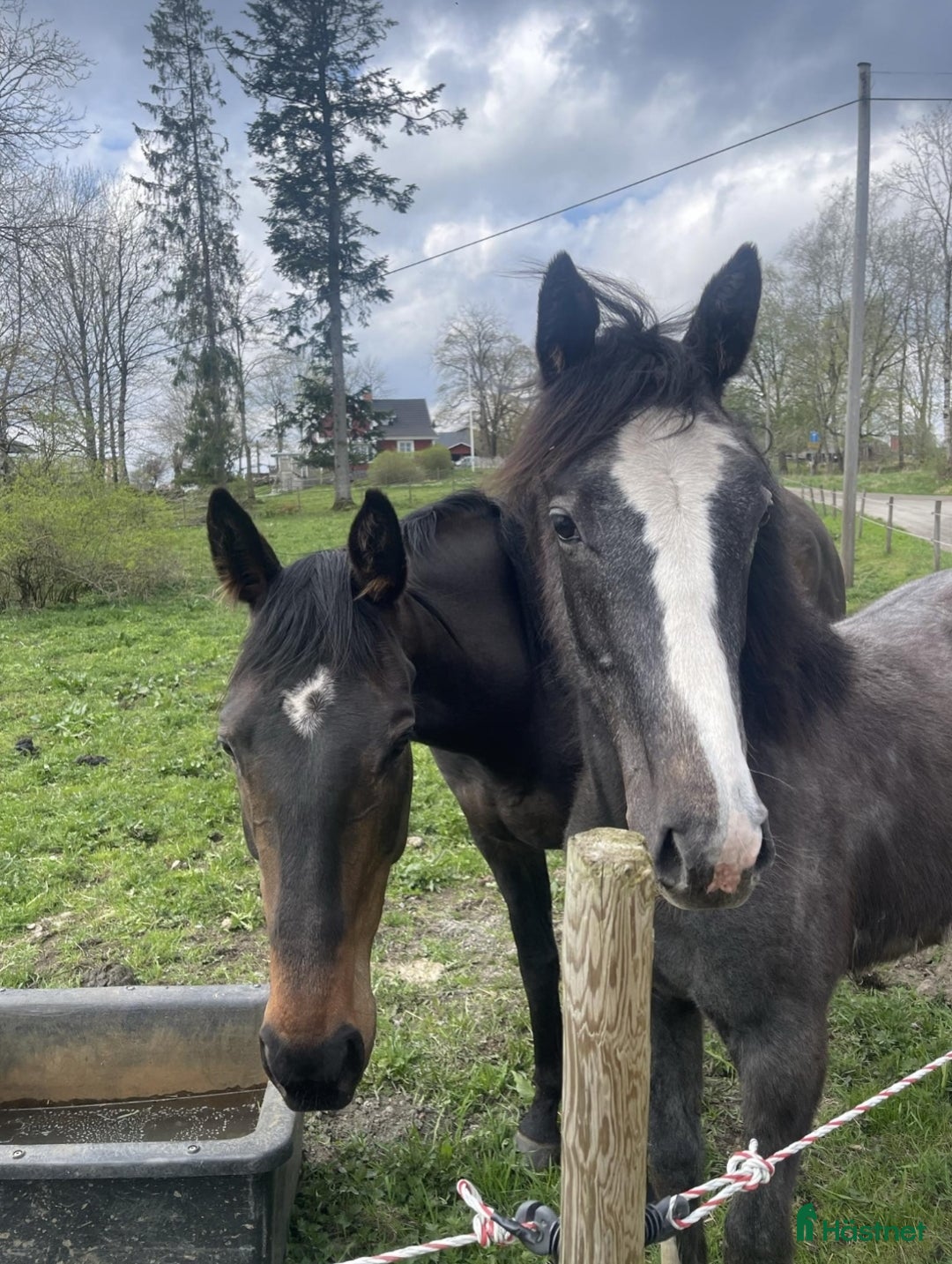  stallplats finnes: Lösdrift med full service i Ulricehamn - Annons 1