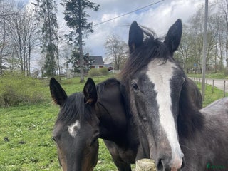stallplats finnes: Lösdrift med full service i Ulricehamn - Annons 1