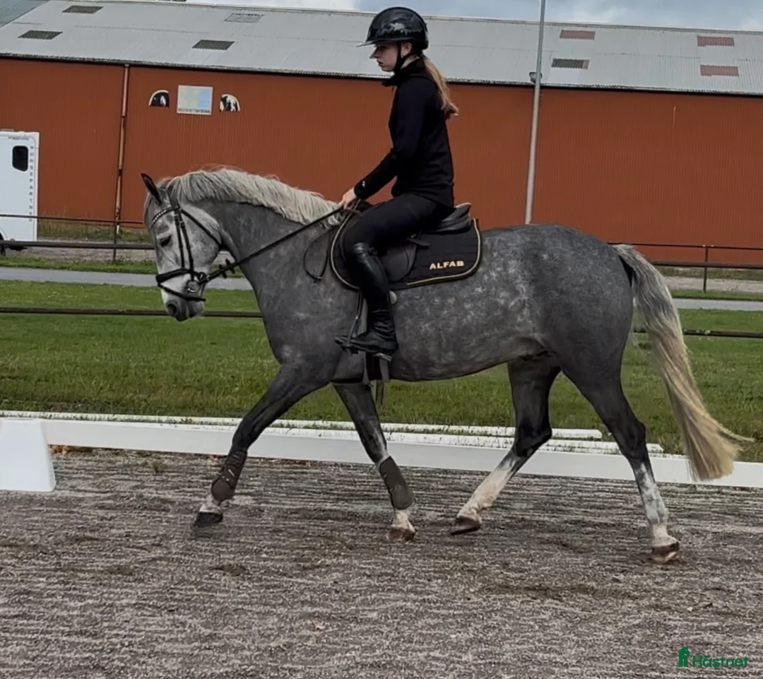 Allround hästar till salu: Fin ungponny✨( bra pris pga platsbrist) - Annons 2