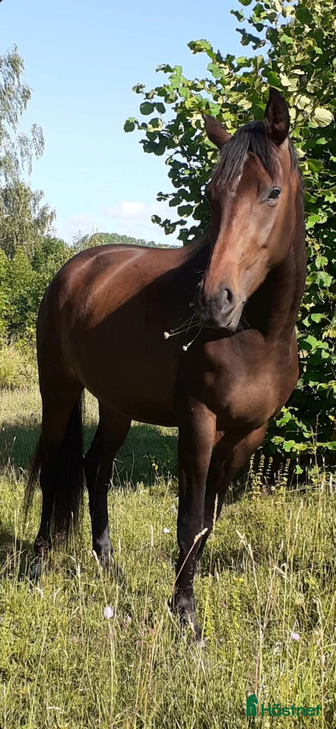 Dressyr hästar till salu: Trevligt SWB sto i Åtvidaberg - Annons 2