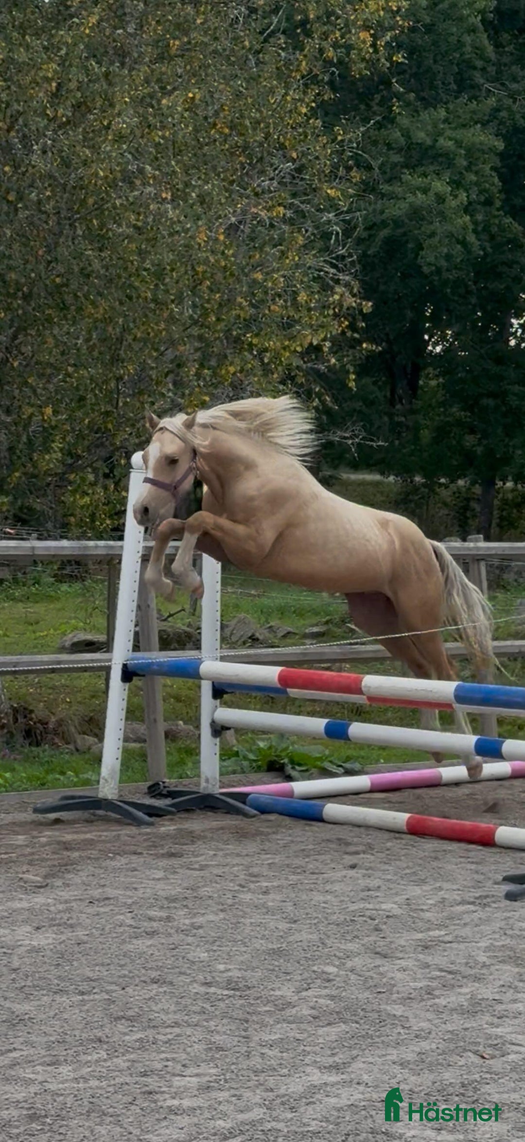 Allround hästar till salu: Drömponny för framtiden  i Vena - Annons 1