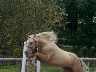 Allround hästar till salu: Drömponny för framtiden i Vena - Annons 2