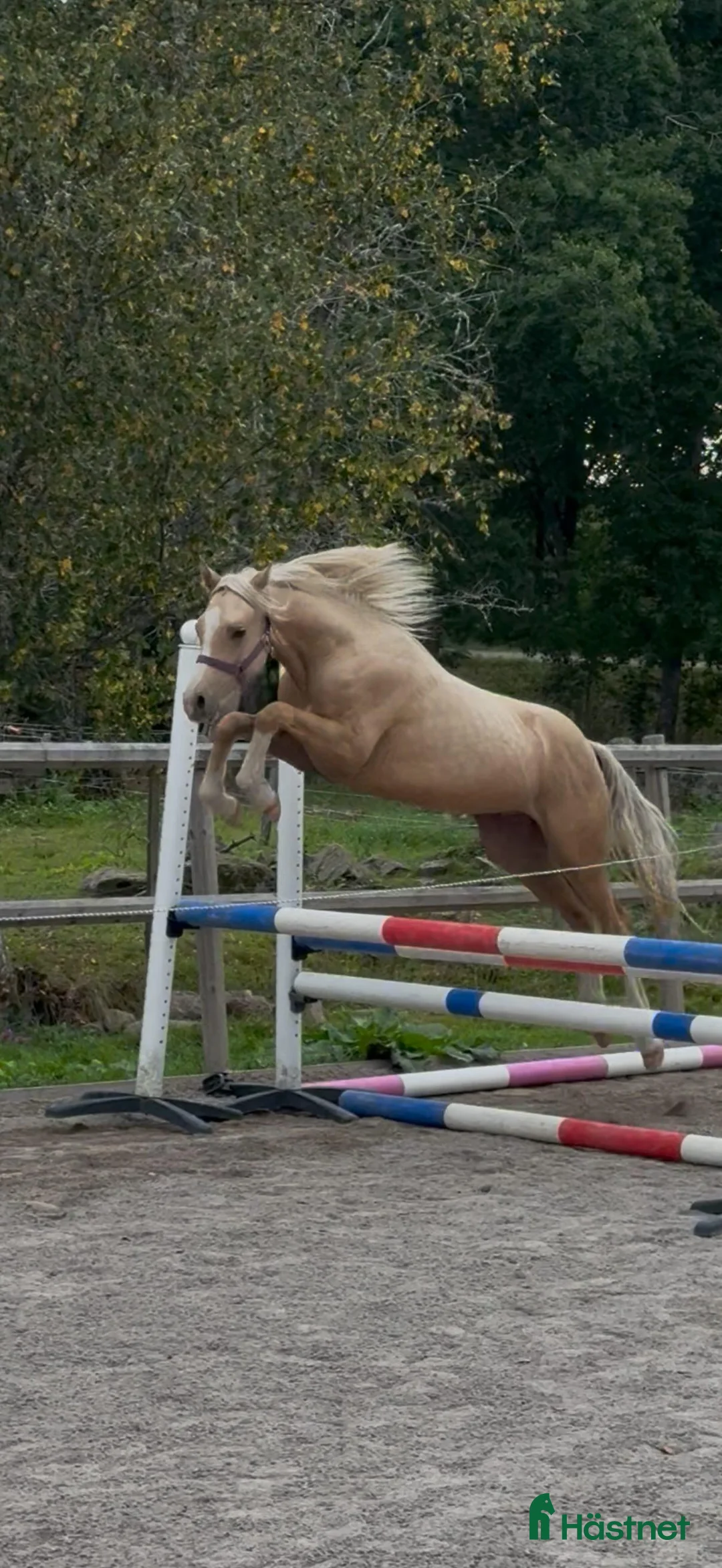 Allround hästar till salu: Drömponny för framtiden  - Annons 1