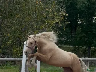 Allround hästar till salu: Drömponny för framtiden - Annons 3