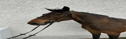 Hoppning hästar till salu: Attyrory Horses - Annons 39