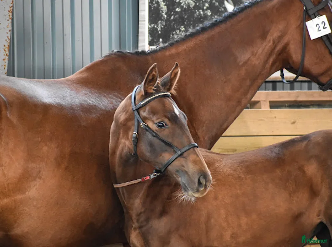 Hoppning hästar till salu: Fint stoföl efter LLoyd 1428 i Kisa - Annons 4