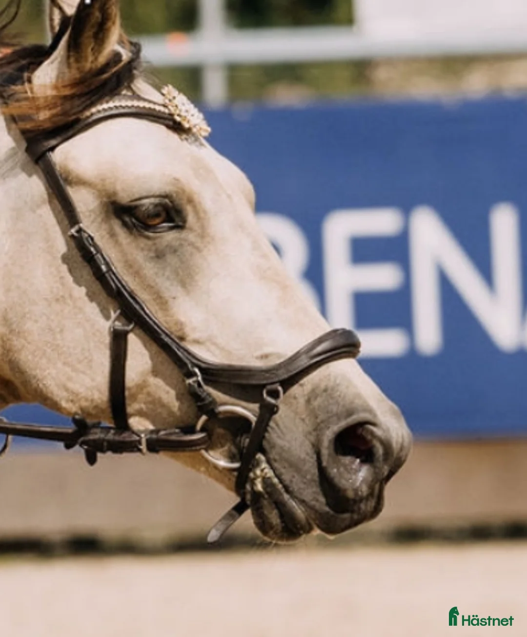 Övrig Hästutrustning hästutrustning till salu: Pannband från Divoyh, brunt & strl Cob i Jönköping - Annons 3