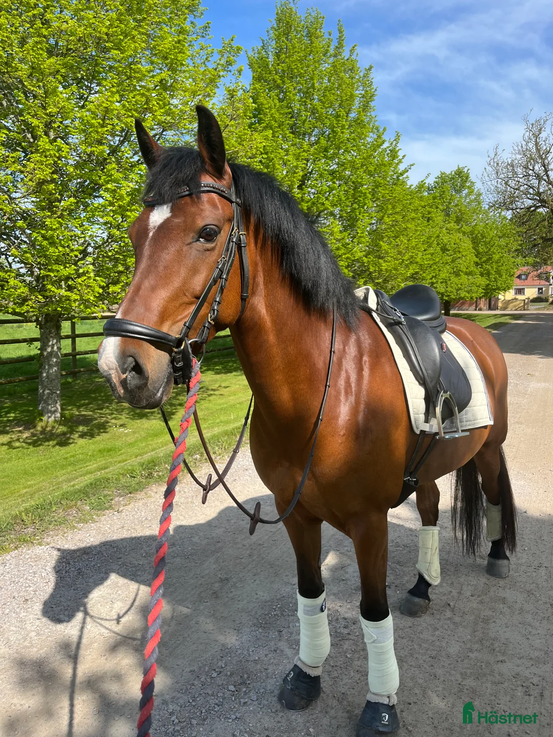 Dressyr hästar till salu: Dressyrponny med utstrålning - Annons 3