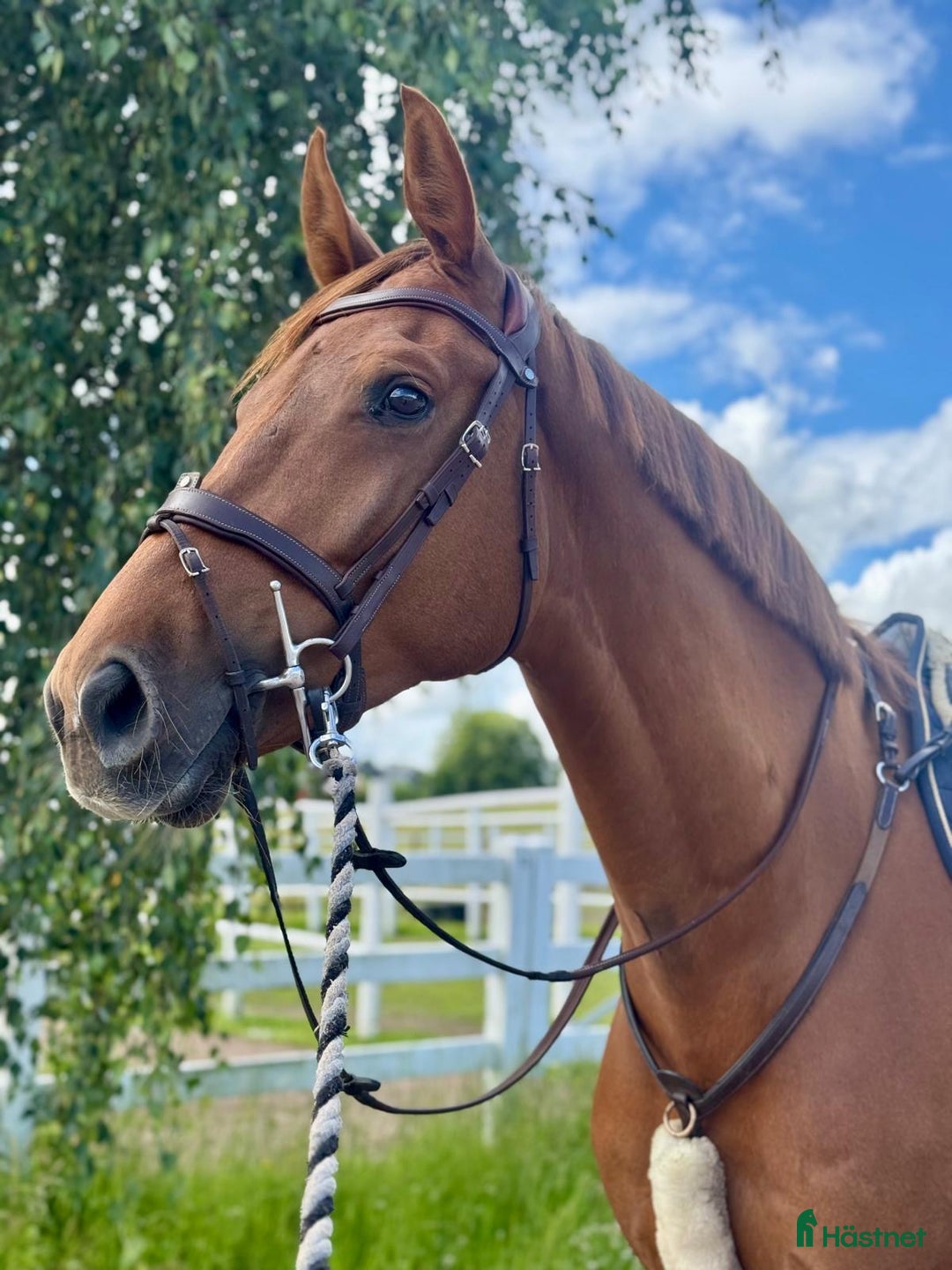 Hoppning hästar till salu: FYNDA TÄVLINGSHÄST i Ekeby - Annons 2