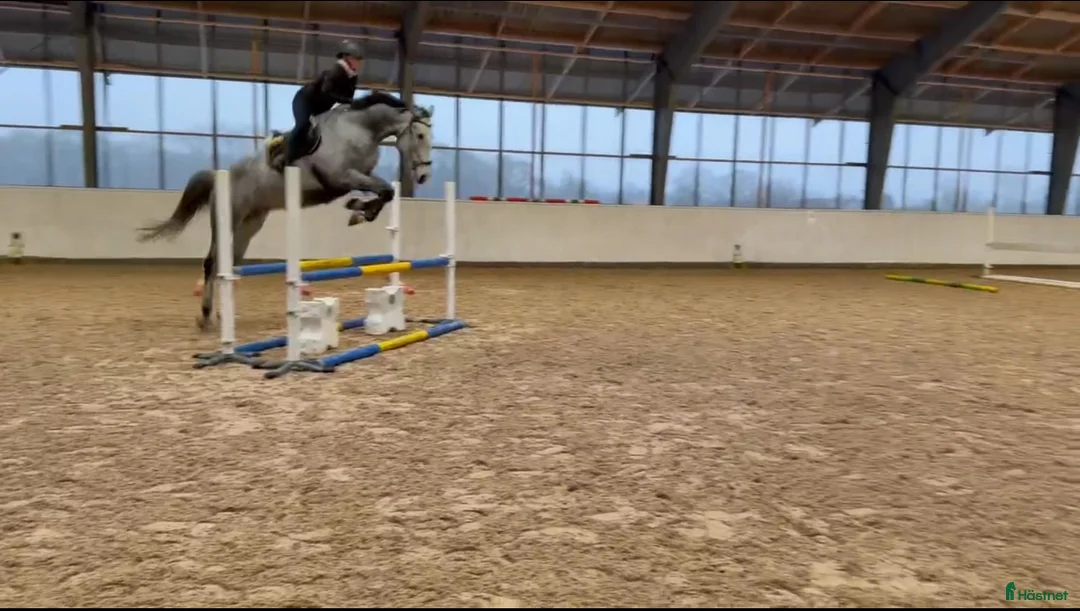 Hoppning hästar till salu: Toppstammad grön 5 åring  i Södra Sandby - Annons 1