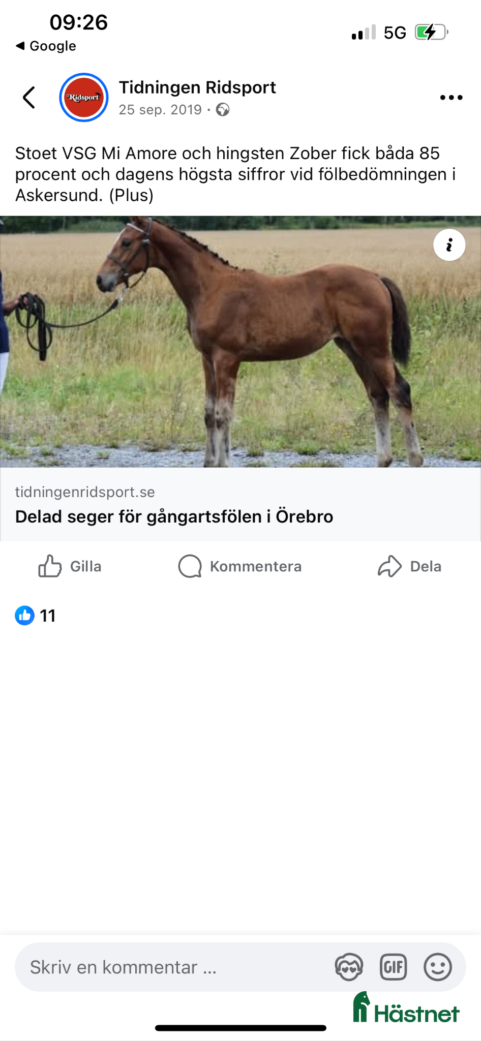  hästar Selektions sto med fin dressyr stam  - Annons 2