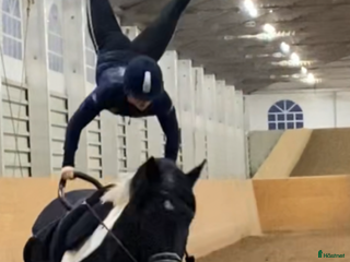 hästar Storhäst & 3 D ponny från Ridskola, Voltige, Para - Annons 2