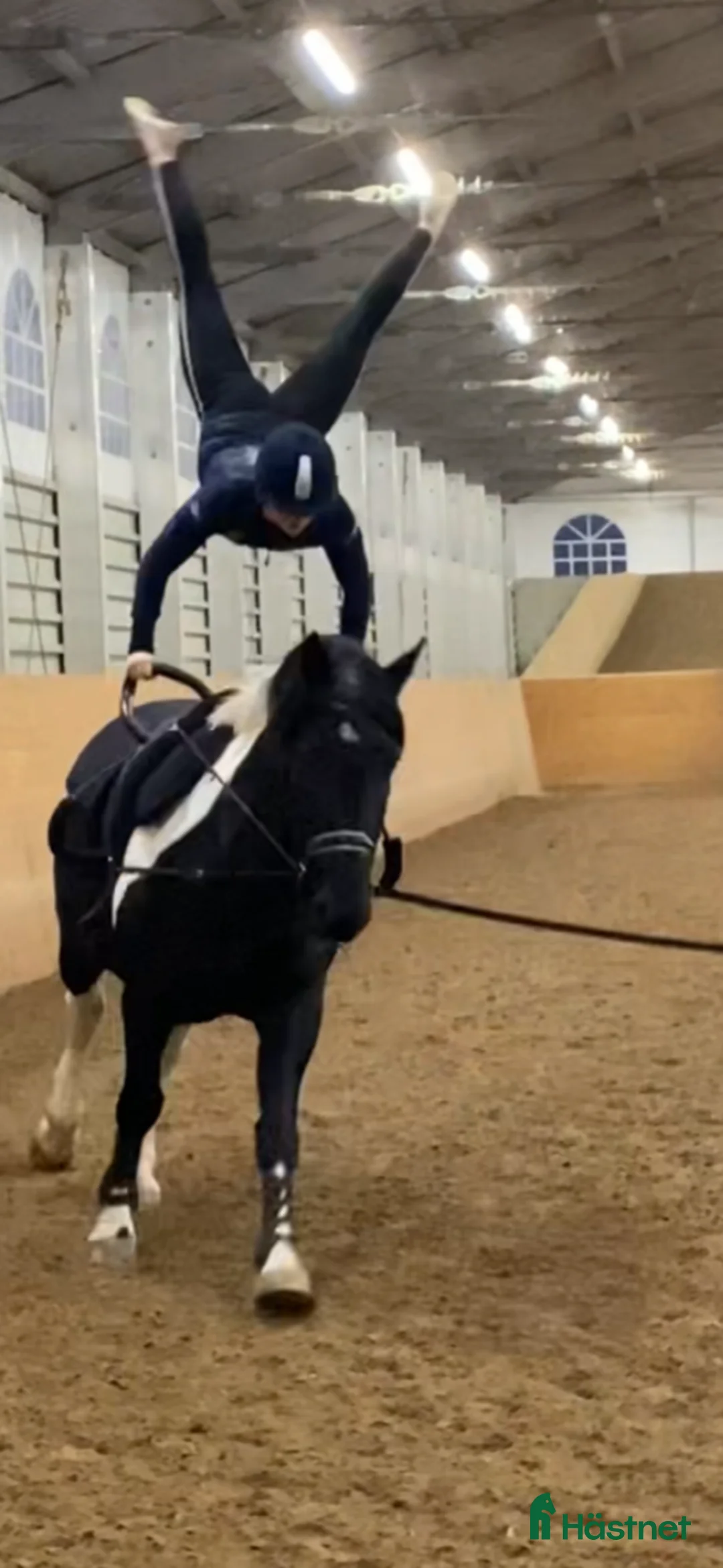 Working Equitation hästar till salu: Storhäst & 3 D ponny från Ridskola, Voltige, Para - Annons 1