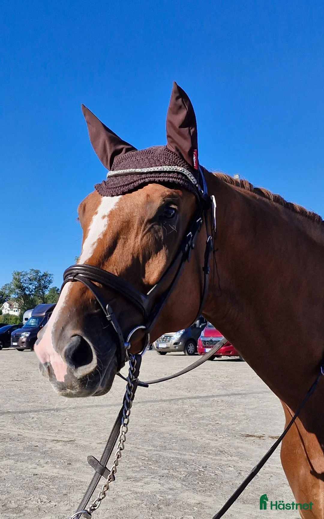 Dressyr hästar till salu: Talangfull valack för träning och tävling  - Annons 2