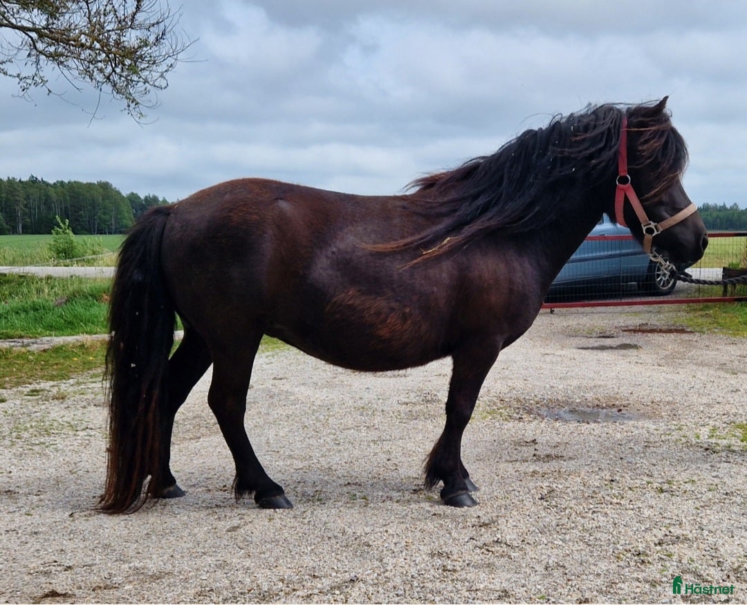 Allround hästar till salu: Snällaste barnponnyn i Brålanda - Annons 2