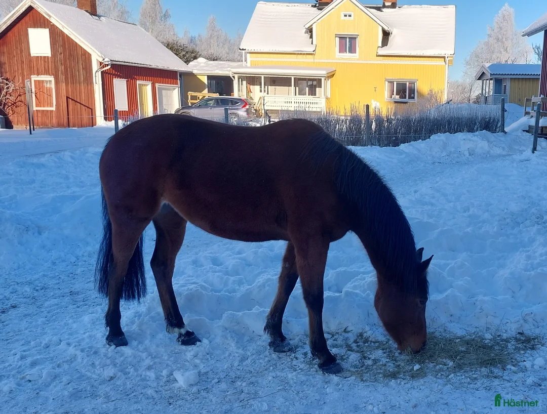 Allround hästar till salu: Charmigt sto söker nytt hem! i Tidan - Annons 4