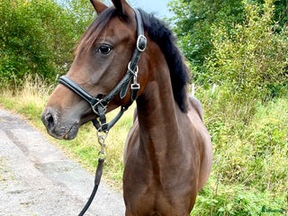 Hoppning hästar till salu: Framtida stjärna⭐️ i Kungsbacka - Annons 1