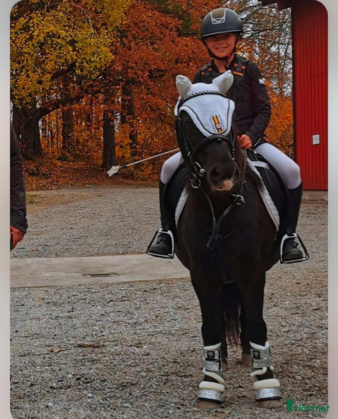 Allround hästar till salu: Charmig ponny i Torshälla - Annons 2