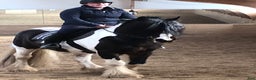 Allround hästar till salu: Irishcob hingst  i Hedemora - Annons 5