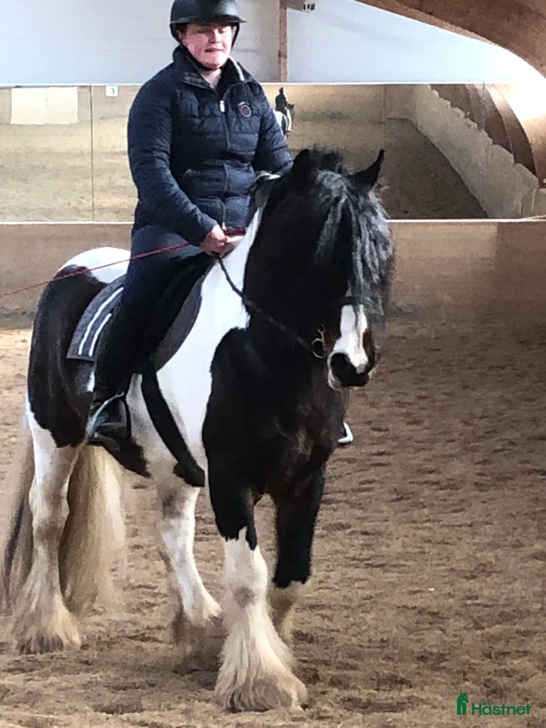 Allround hästar till salu: Irishcob hingst  i Hedemora - Annons 5