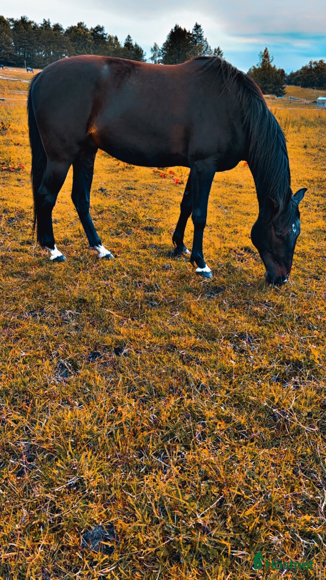Allround hästar till salu: Toppen trevlig kille i Sjöbo - Annons 6