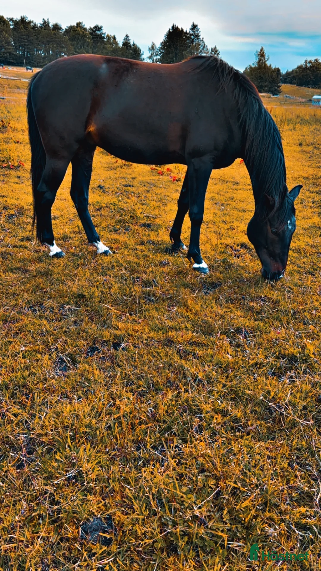 Allround hästar till salu: Toppen trevlig kille - Annons 6