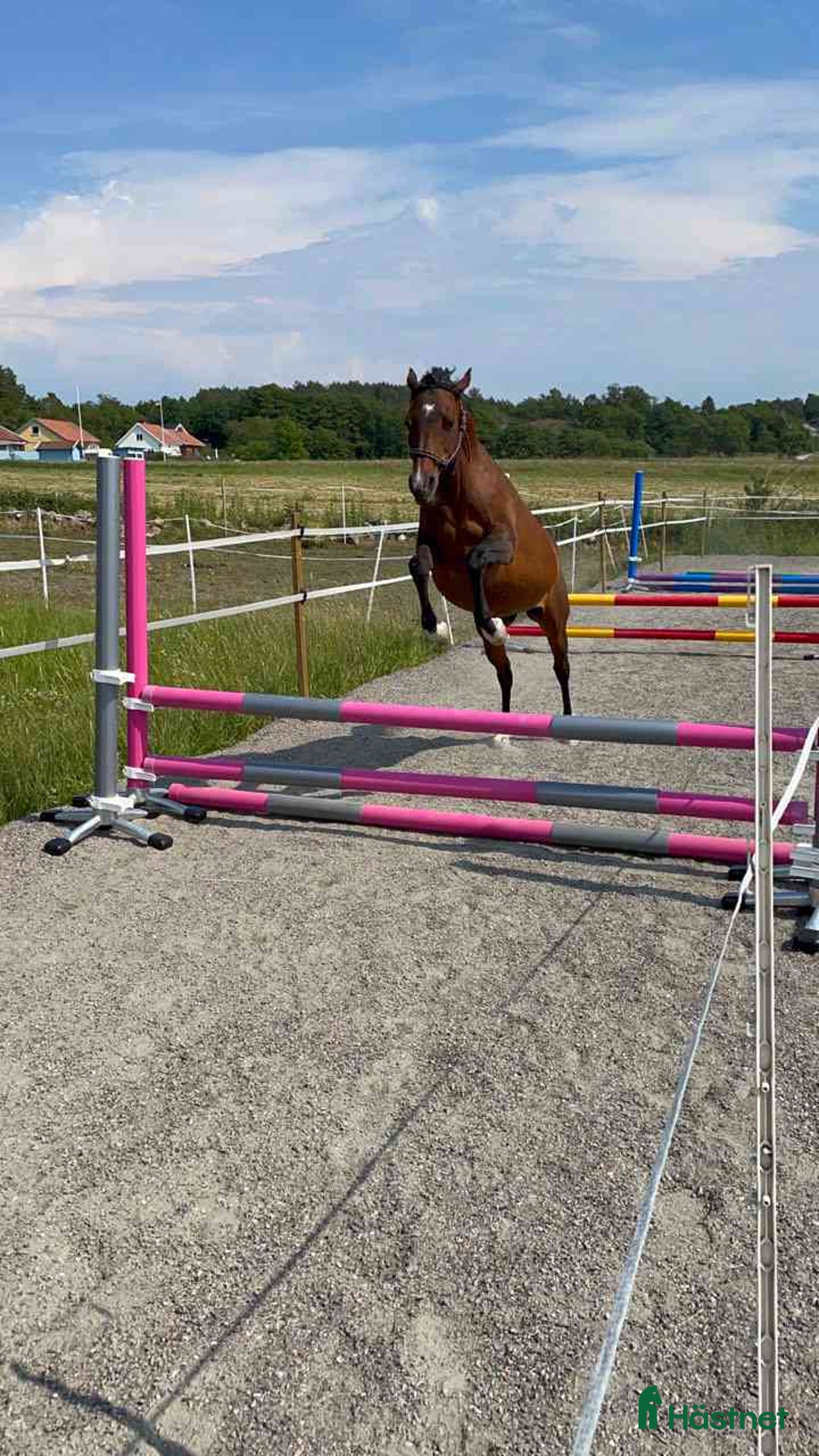  medryttarhäst finnes: Söker medryttare i Kärna - Annons 3