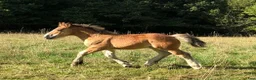 Allround hästar till salu: Charmigt ardennerhingstföl  - Annons 3