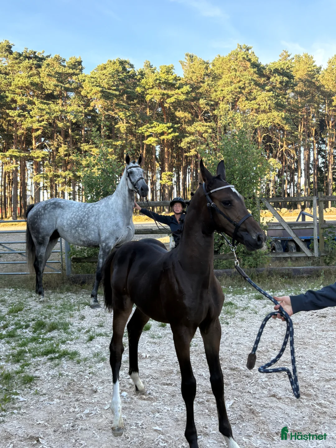 Avelshästar hästar till salu: Vackert avelssto  - Annons 4