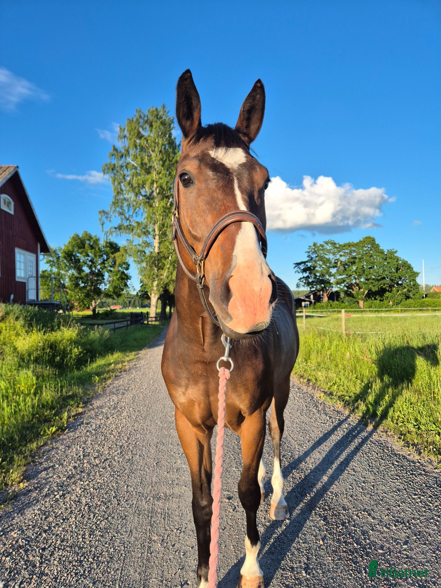  hästar Trevlig Swb valack  - Annons 14