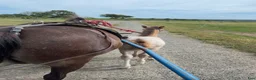 Allround hästar till salu: Fina Hilda  - Annons 1
