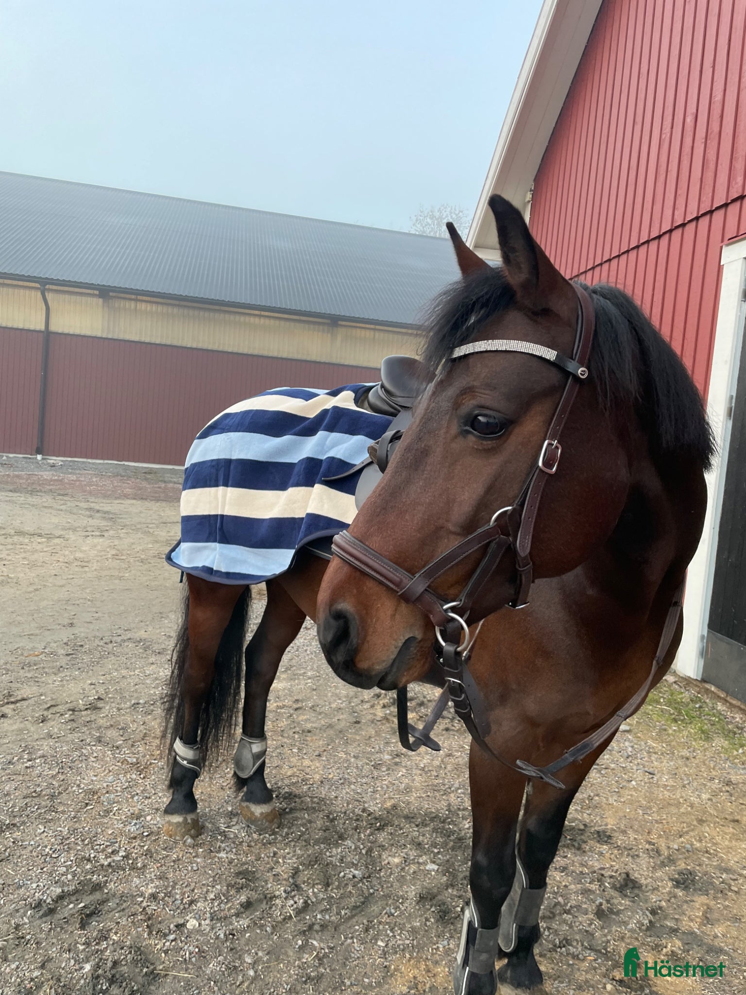  hästar Härlig d-ponny söker nytt hem - Annons 3