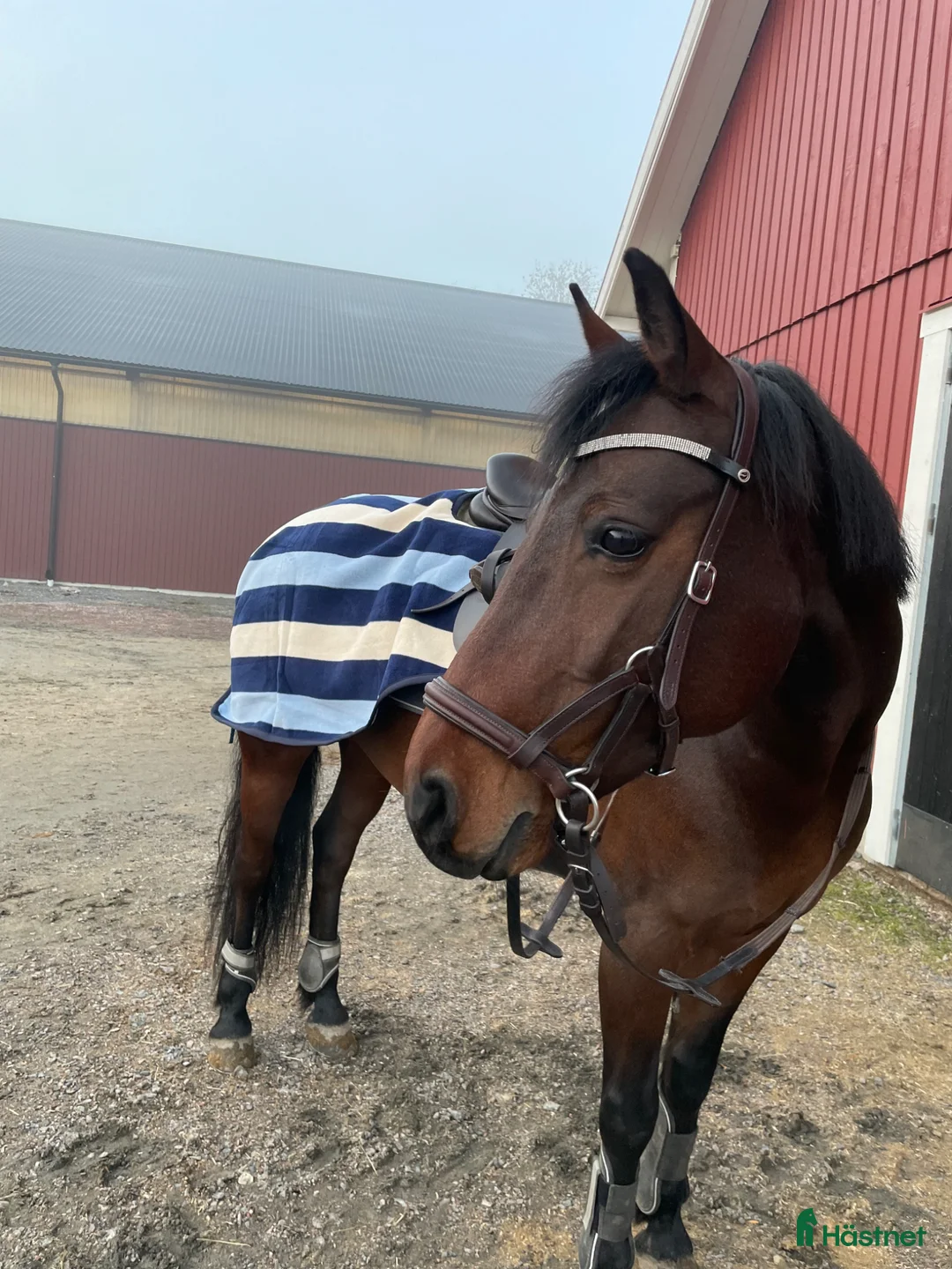 Allround hästar till salu: Härlig d-ponny söker nytt hem - Annons 1