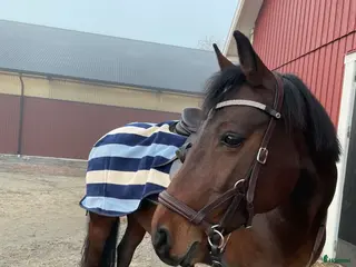 hästar Härlig d-ponny söker nytt hem - Annons 3