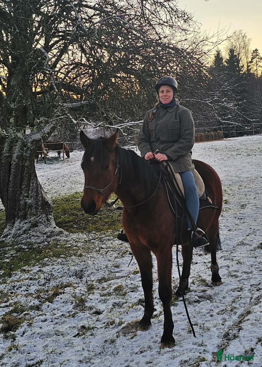 Allround hästar till salu: Stabil och trygg 3-årig-redo för nästa steg i Dingle - Annons 2