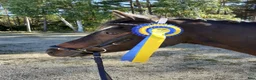 Dressyr hästar till salu: Välutbildad dressyrponny i Stånga - Annons 3