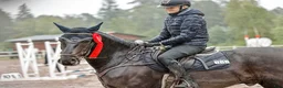 Allround hästar till salu: Charmig New forest - Annons 5