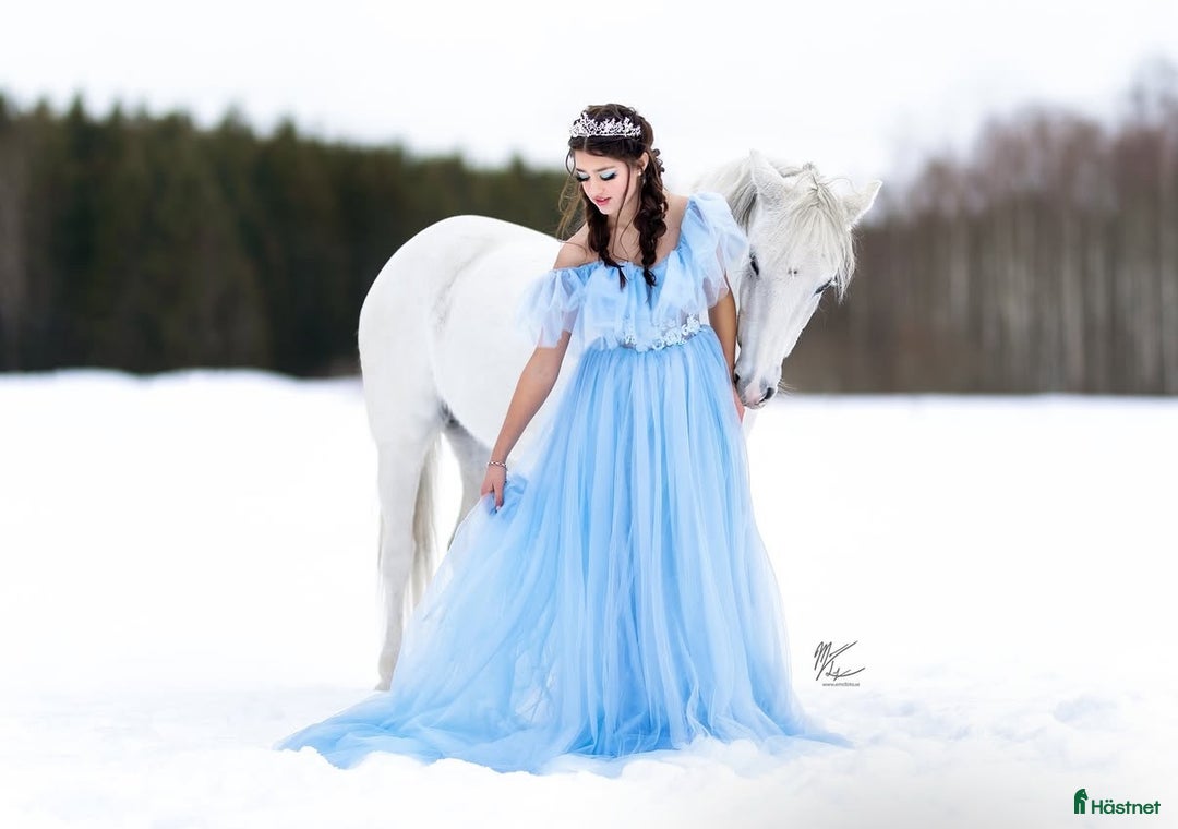 Dressyr hästar till salu: Drömponny för den lilla ryttaren i Norrköping - Annons 15