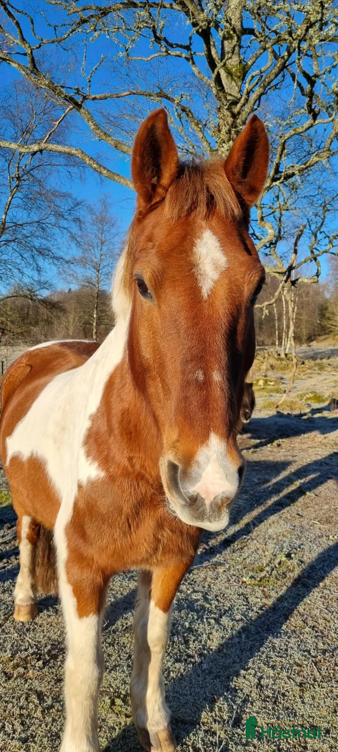 Övrigt hästar till salu: Skogsmulle söker nytt hem ❤️ - Annons 1