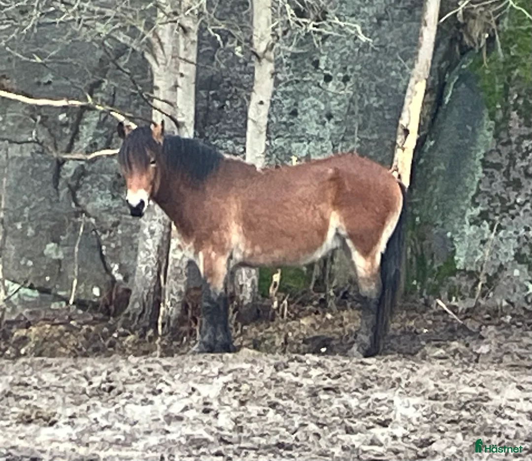 Körning hästar till salu: Trevlig nordsvensk säljes - Annons 2