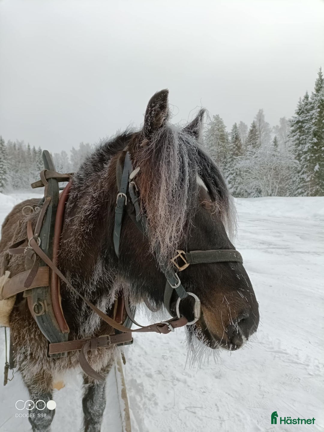 Allround hästar till salu: Kallblodstravare i Haparanda - Annons 2