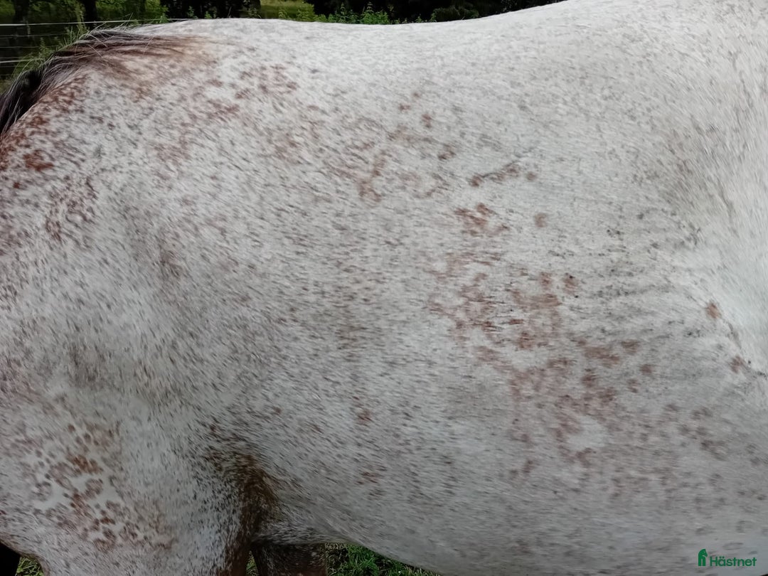 Western hästar till salu: Appaloosa Colt i Sösdala - Bild 9