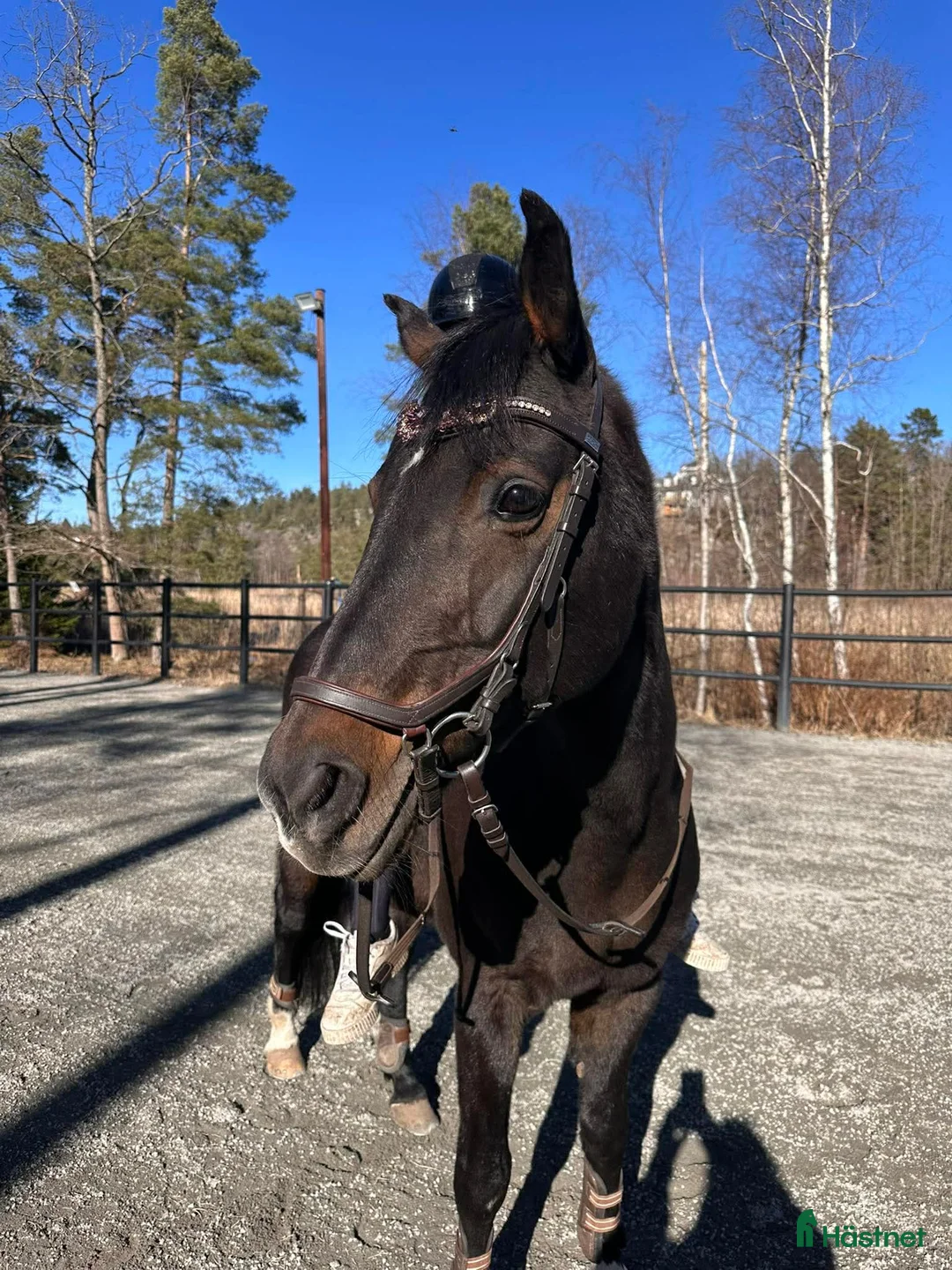 Allround hästar till salu: Underbar D-ponny söker nytt hem  - Annons 1